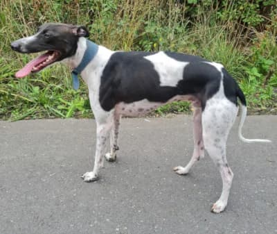 Milo, male puppy Whippet for adoption at Lurcher Link