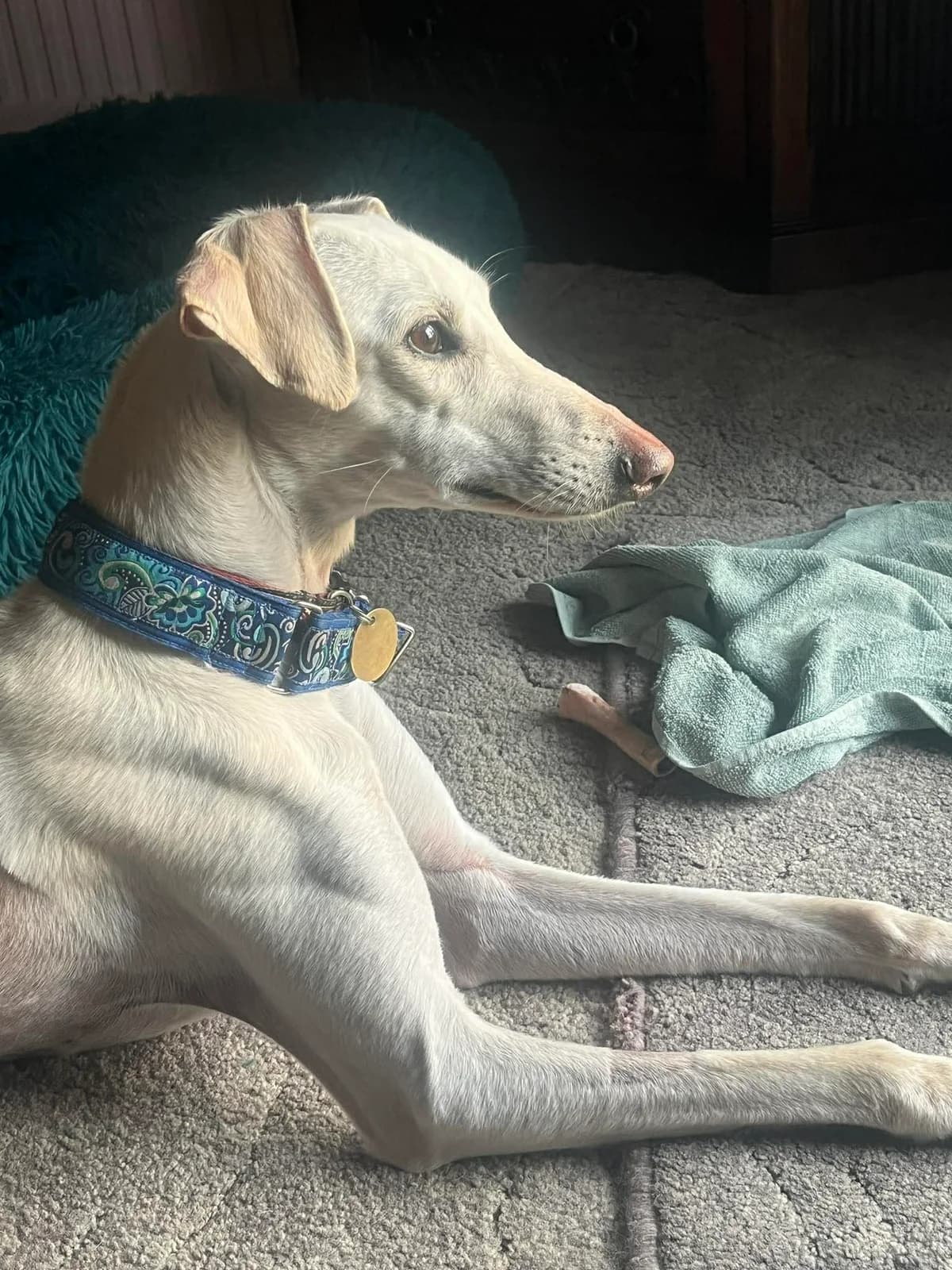 Aria, female young Lurcher for adoption at Lurcher SOS, Farnham