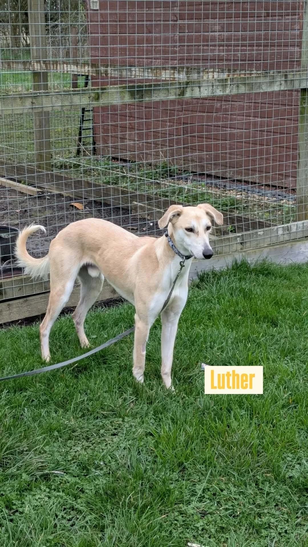 Luther, male 5yo Lurcher for adoption at Lurcher SOS, Farnham