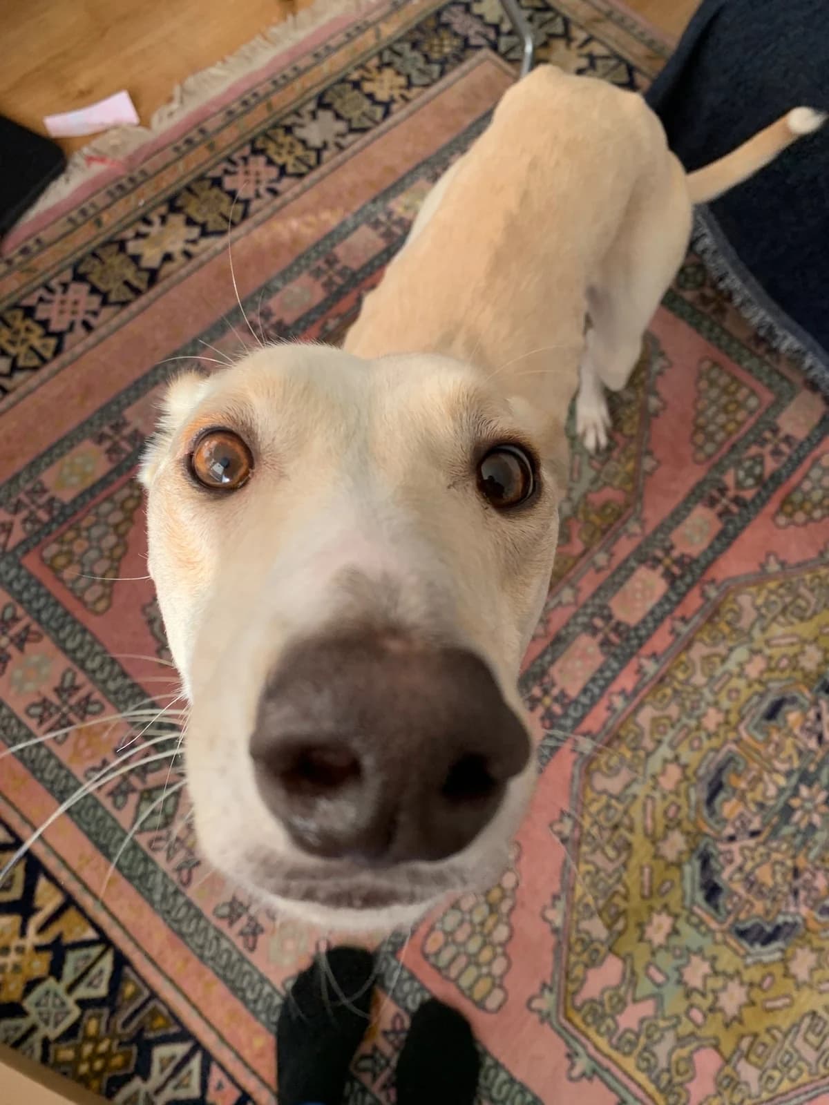 Rufus, male Lurcher for adoption at Lurcher SOS, Farnham