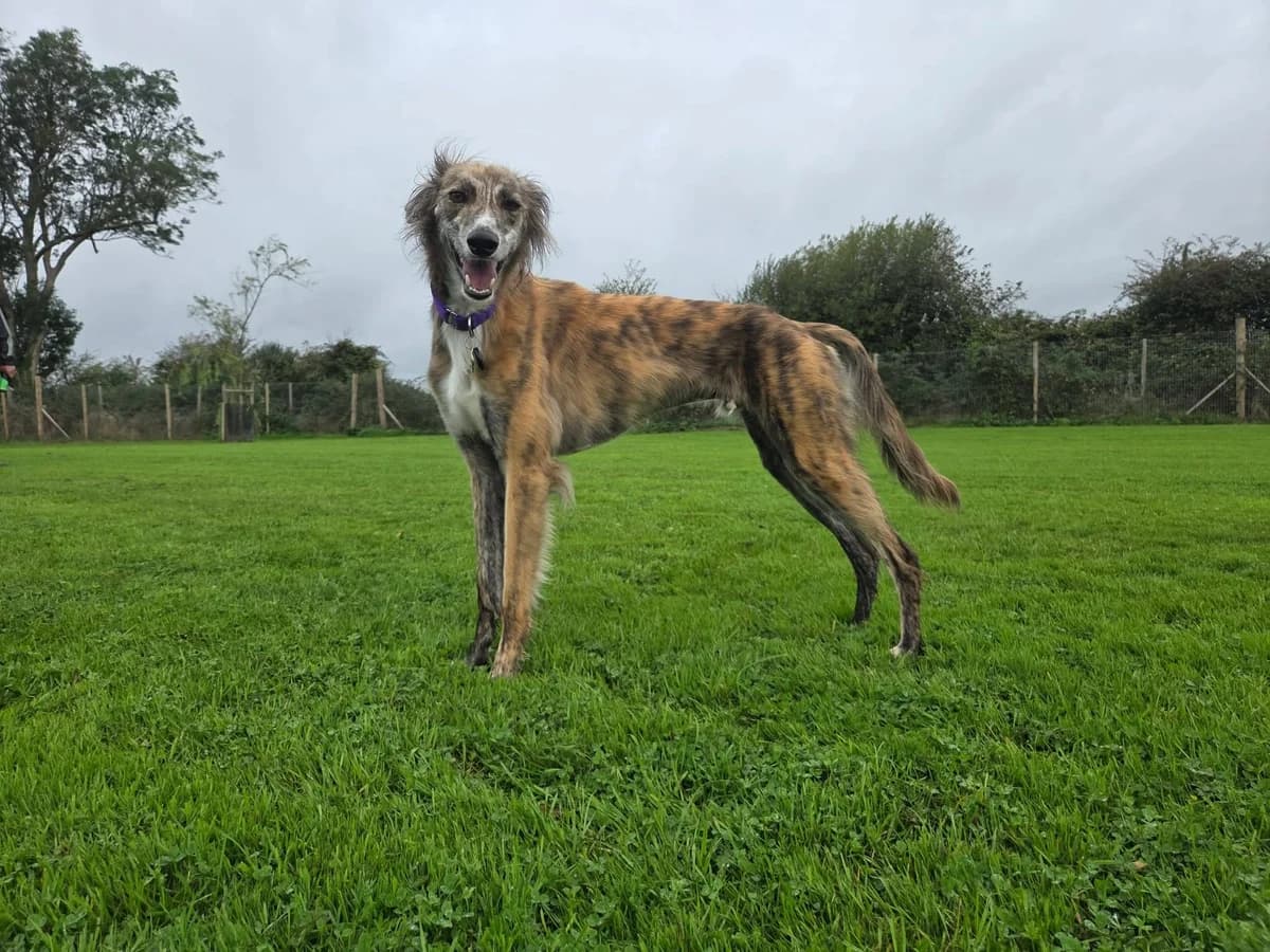 Eric, male Lurcher for adoption at Lurcher SOS, Farnham