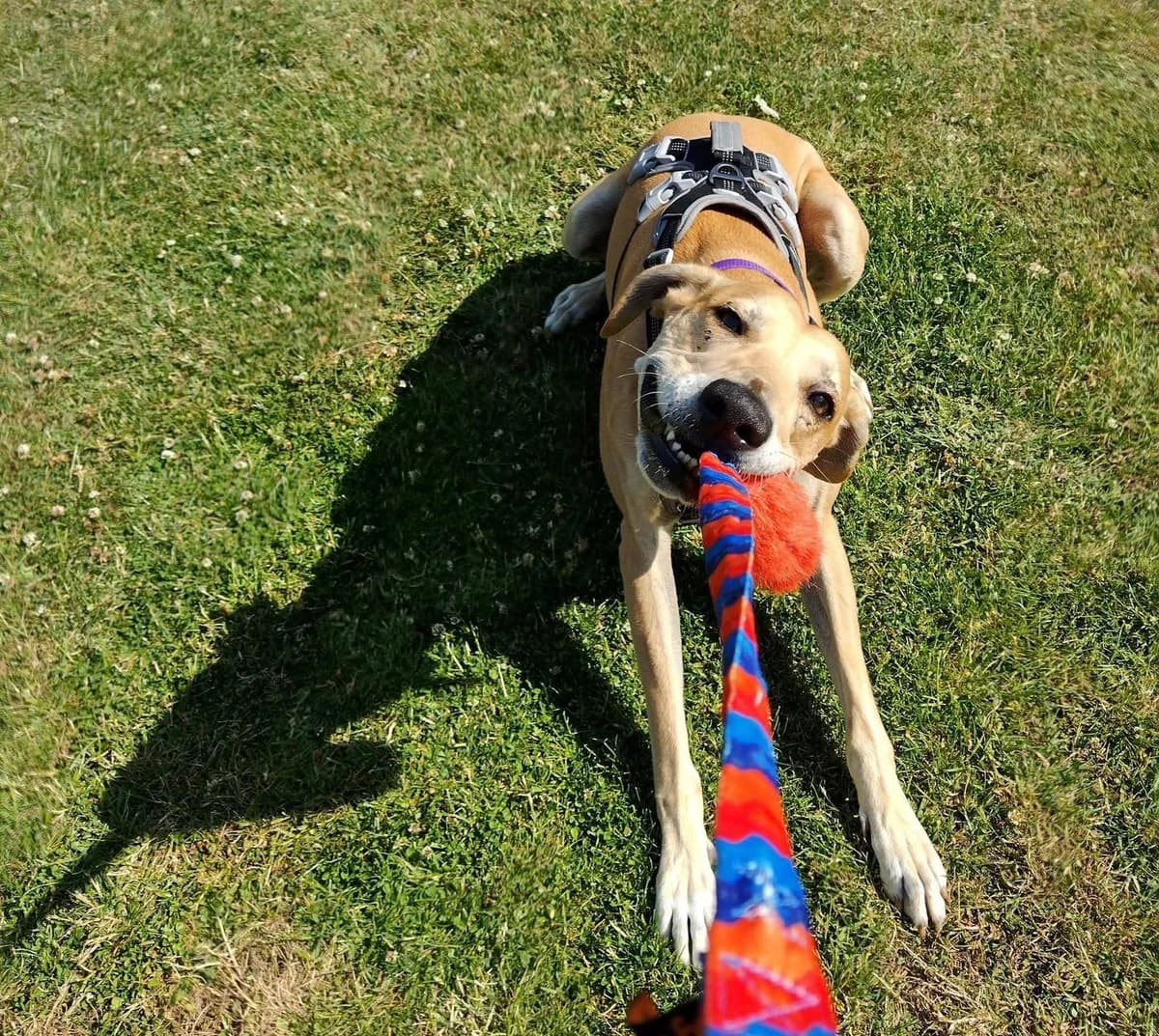 Ted, male Lurcher for adoption at Lurcher SOS, Farnham