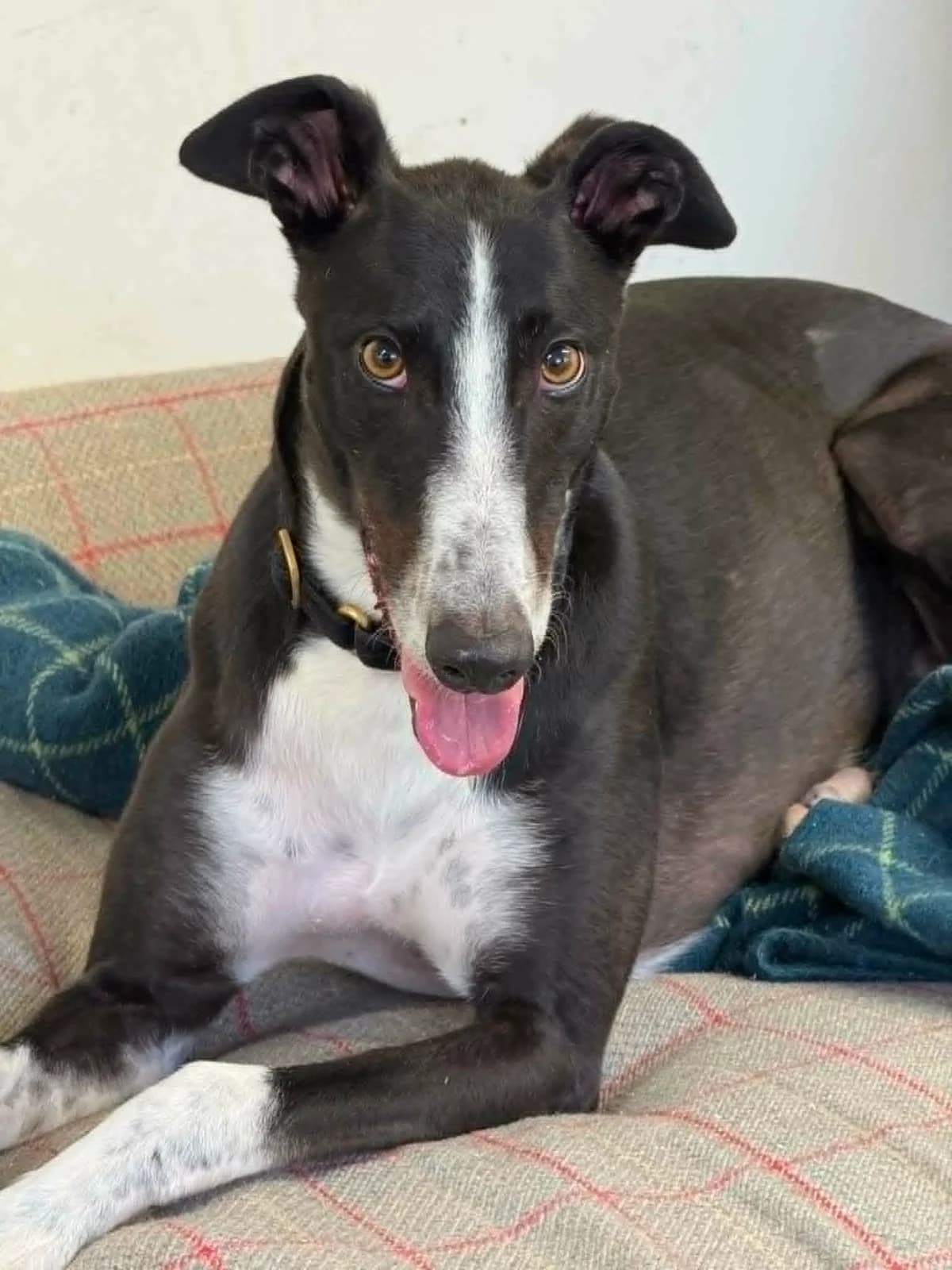 AL, 4yo Greyhound for adoption at Makants Greyhound Rescue NW