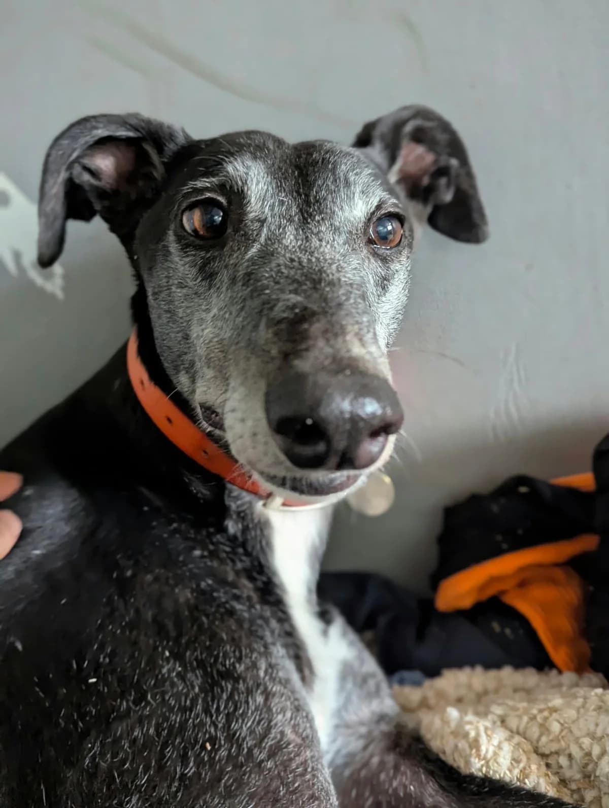 EXPRESS, young Greyhound for adoption at Makants Greyhound Rescue NW