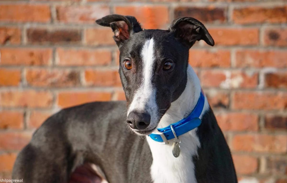 LADDIE, 4yo Greyhound for adoption at Makants Greyhound Rescue NW
