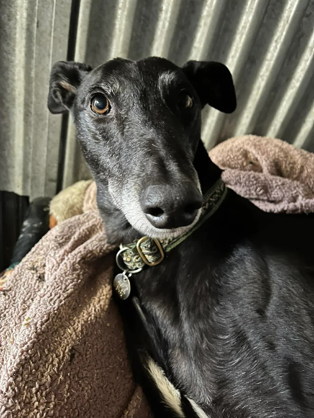 REGGIE, 6yo Greyhound for adoption at Makants Greyhound Rescue NW