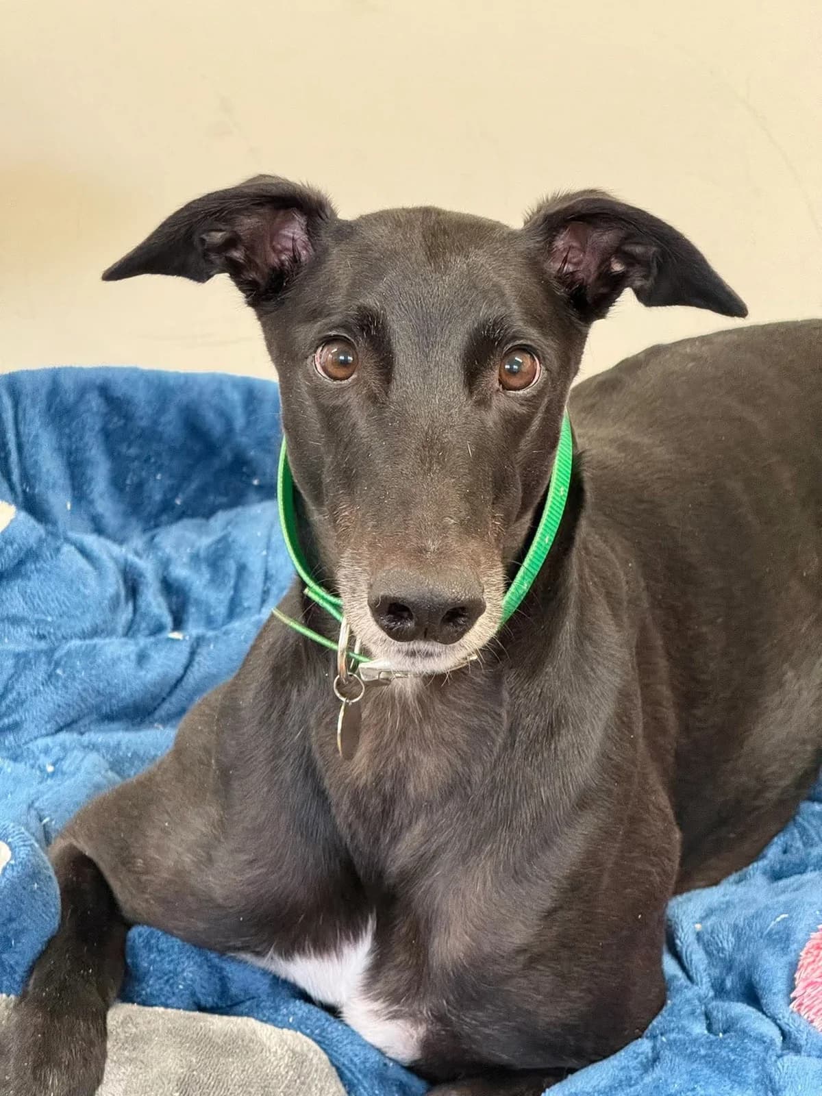 TED, 5yo Greyhound for adoption at Makants Greyhound Rescue NW