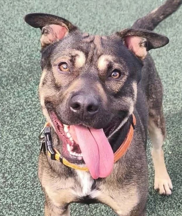 Albie, male 3yo Mixed Breed for adoption at Manchester & Cheshire Dogs Home (Manchester), Manchester