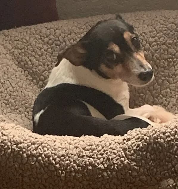 Alfie, male senior Jack Russell Terrier for adoption at Manchester & Cheshire Dogs Home (Manchester), Manchester