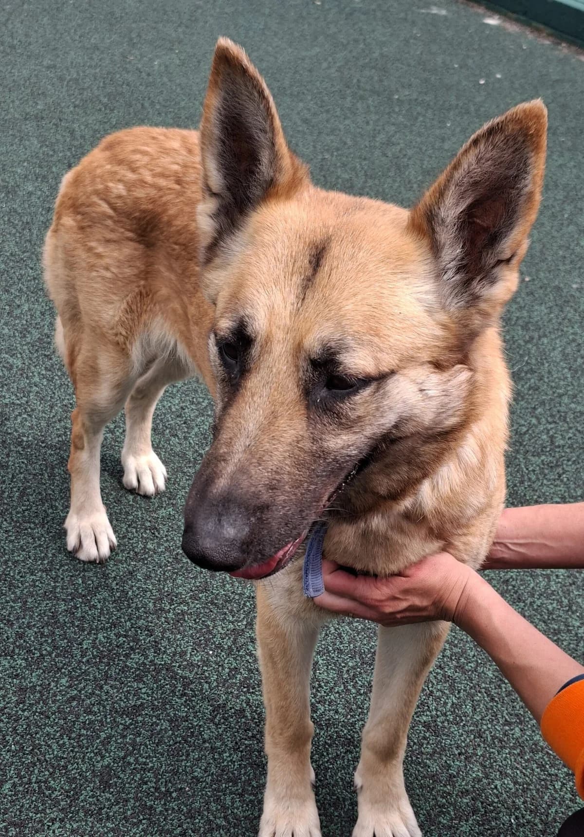Alizari, female 5yo German Shepherd for adoption at Manchester & Cheshire Dogs Home (Manchester), Manchester