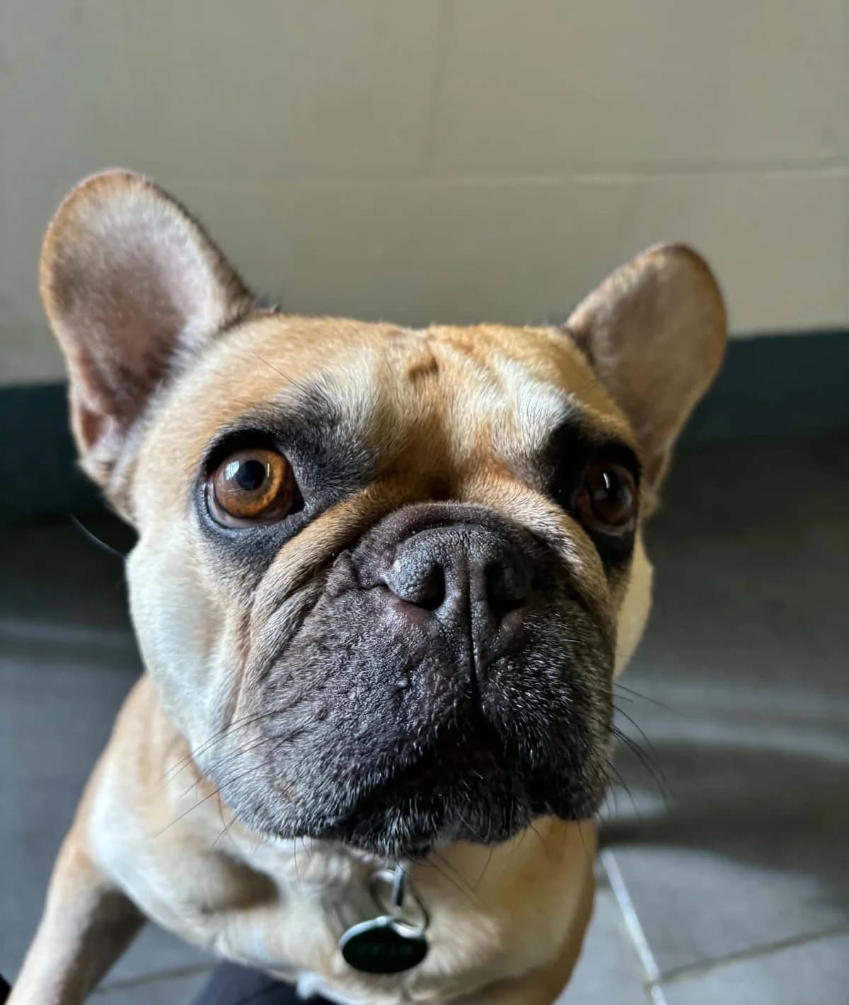 Amanda, female 3yo English Bulldog for adoption at Manchester & Cheshire Dogs Home (Cheshire), Warrington