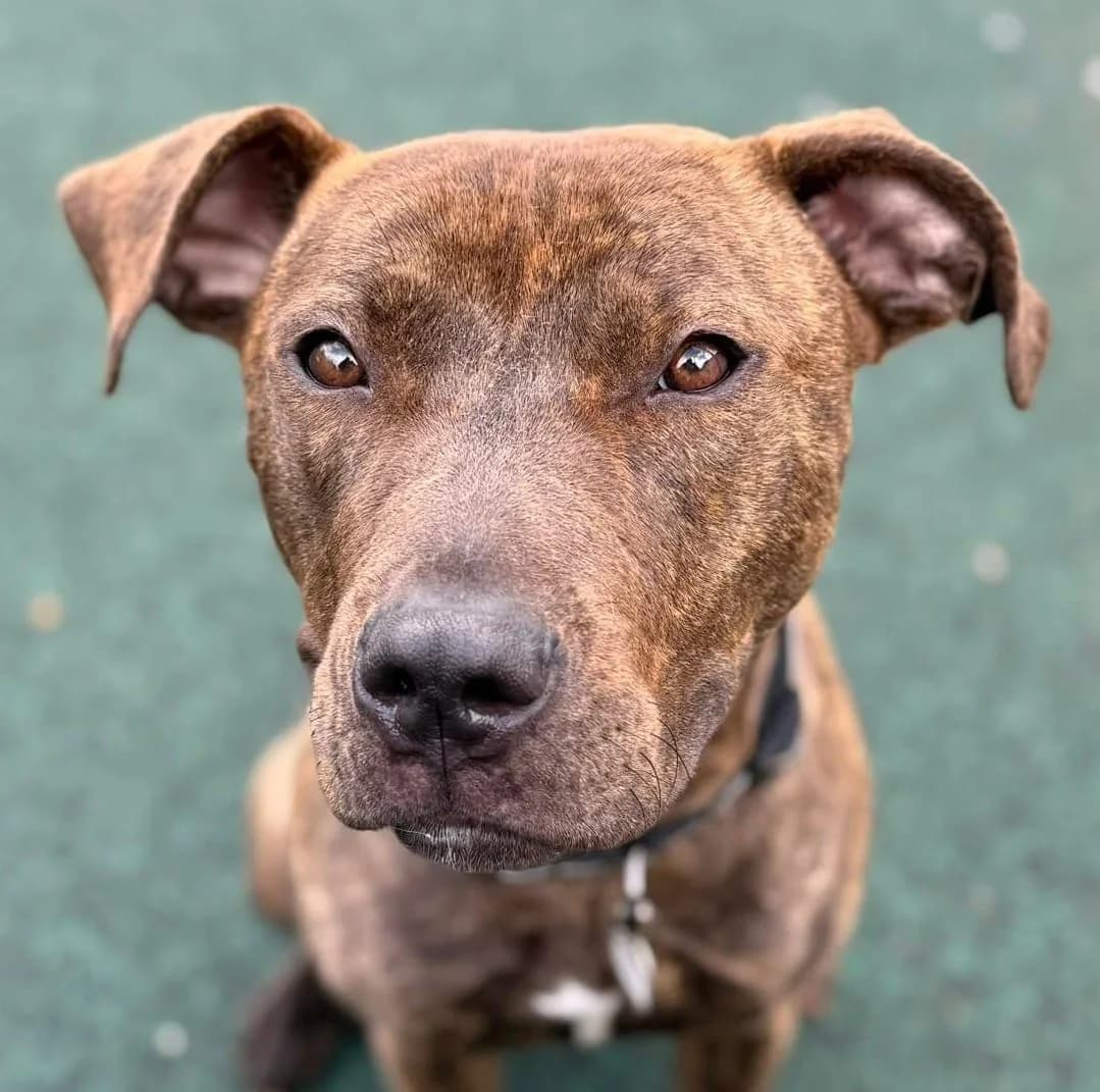 Amber, female young Staffordshire Bull Terrier for adoption at Manchester & Cheshire Dogs Home (Manchester), Manchester