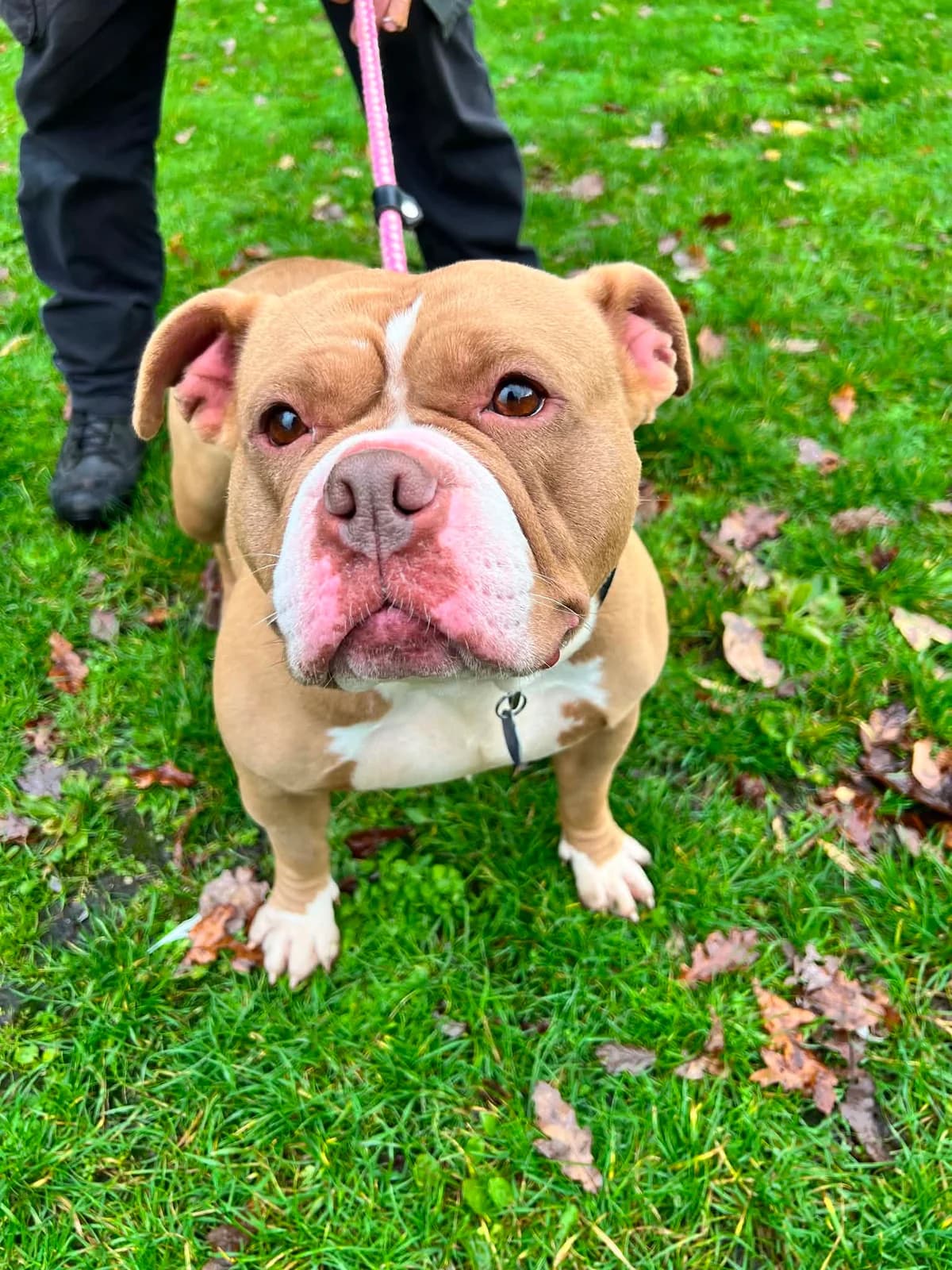 Angela, female 3yo English Bulldog for adoption at Manchester & Cheshire Dogs Home (Cheshire), Warrington