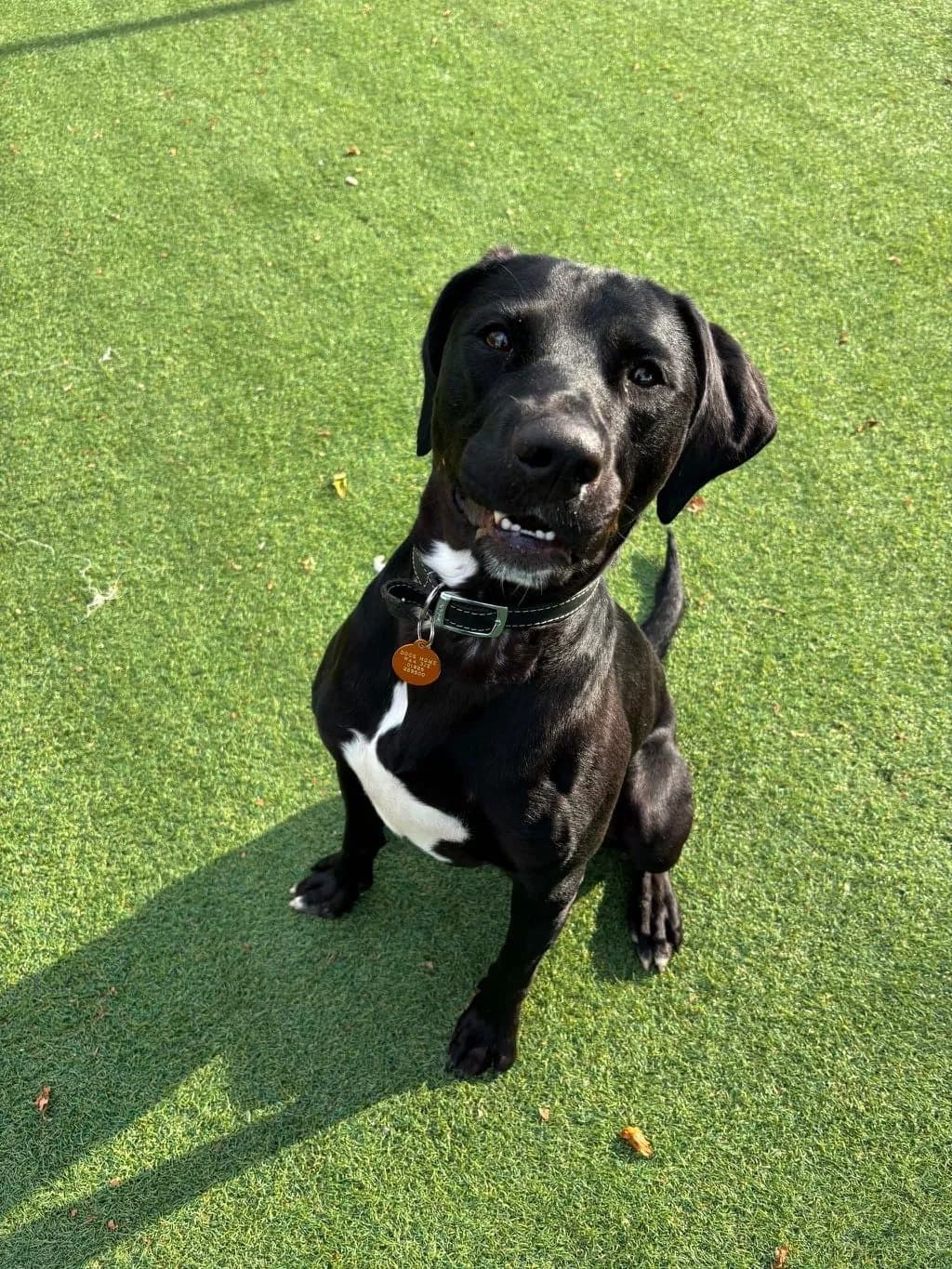 Arlo, male 3yo Mixed Breed for adoption at Manchester & Cheshire Dogs Home (Cheshire), Warrington