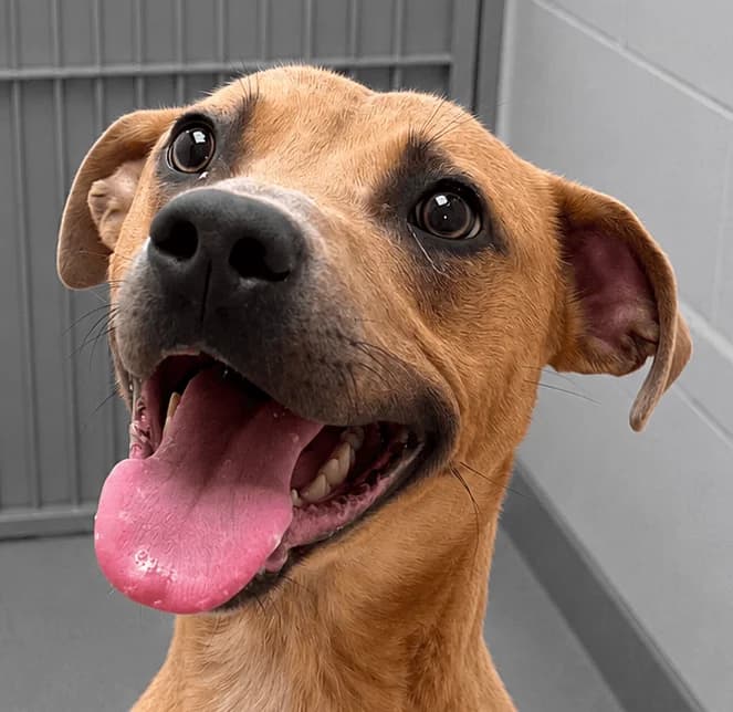 Arlo, male young Staffordshire Bull Terrier for adoption at Manchester & Cheshire Dogs Home (Manchester), Manchester