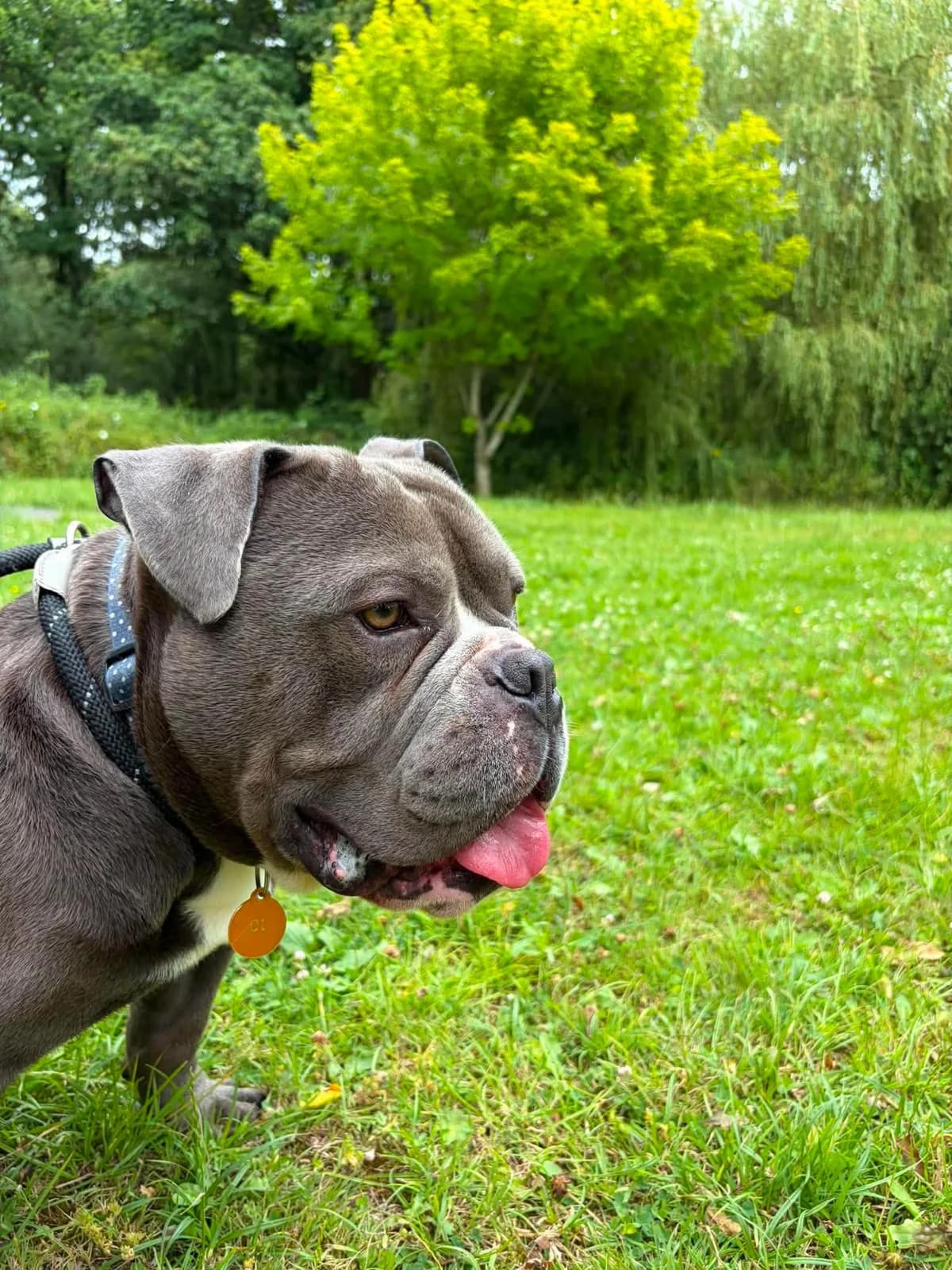 Bear, male young mixed breed for adoption at Manchester & Cheshire Dogs Home (Cheshire), Warrington