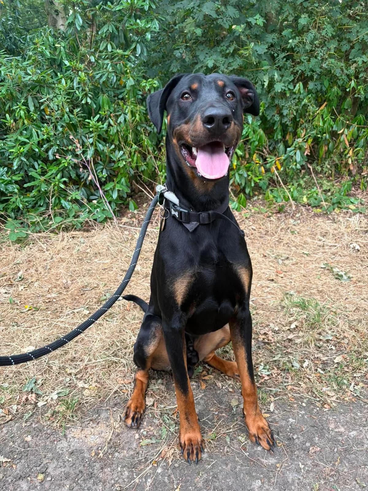 Bear, male young Doberman for adoption at Manchester & Cheshire Dogs Home (Cheshire), Warrington