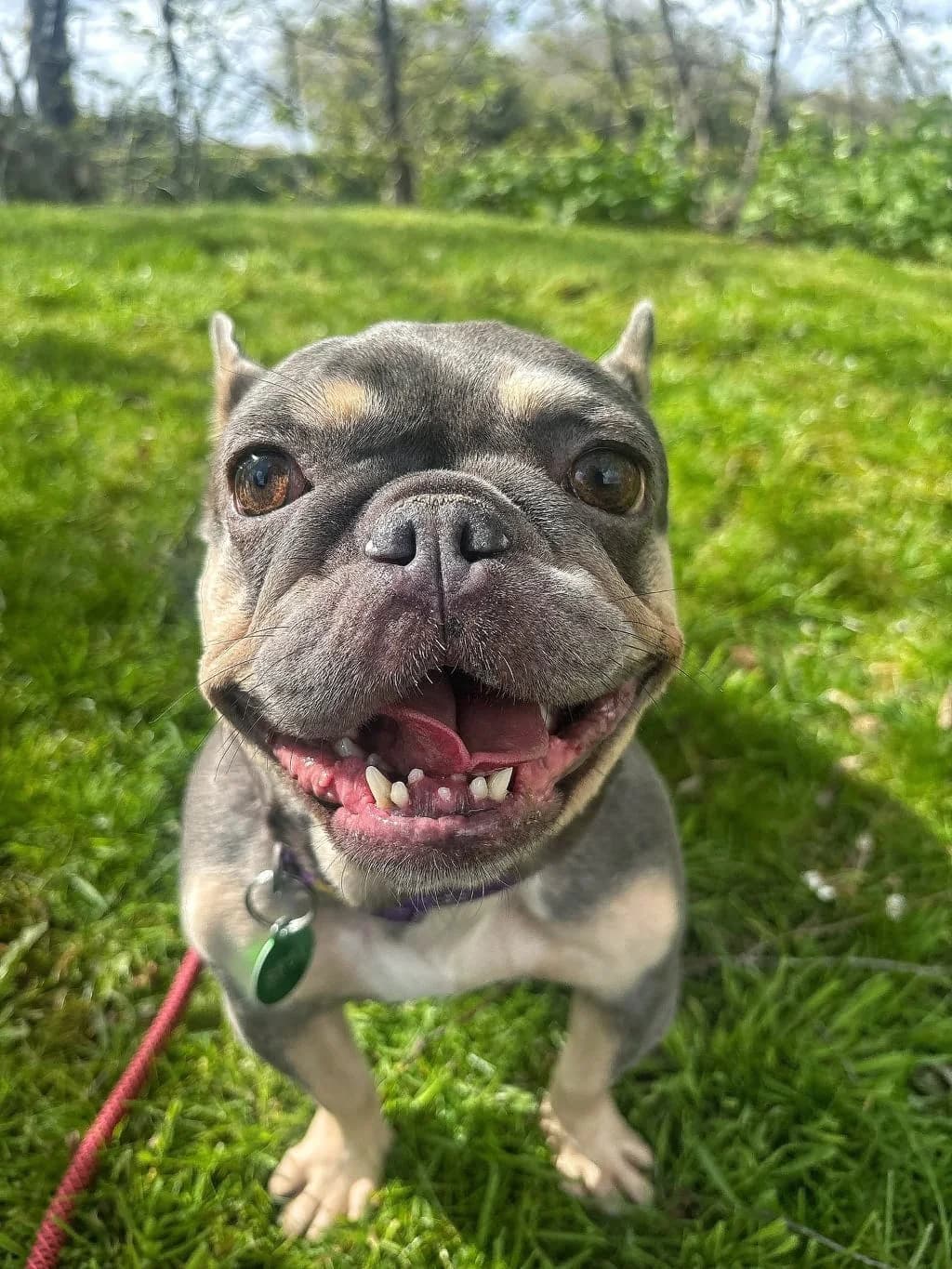 Bella, female 4yo English Bulldog for adoption at Manchester & Cheshire Dogs Home (Cheshire), Warrington