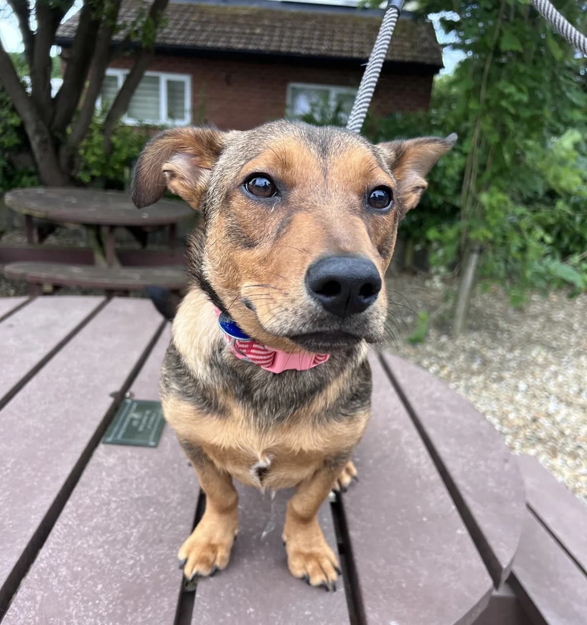 Bella, female puppy Mixed Breed for adoption at Manchester & Cheshire Dogs Home (Cheshire), Warrington