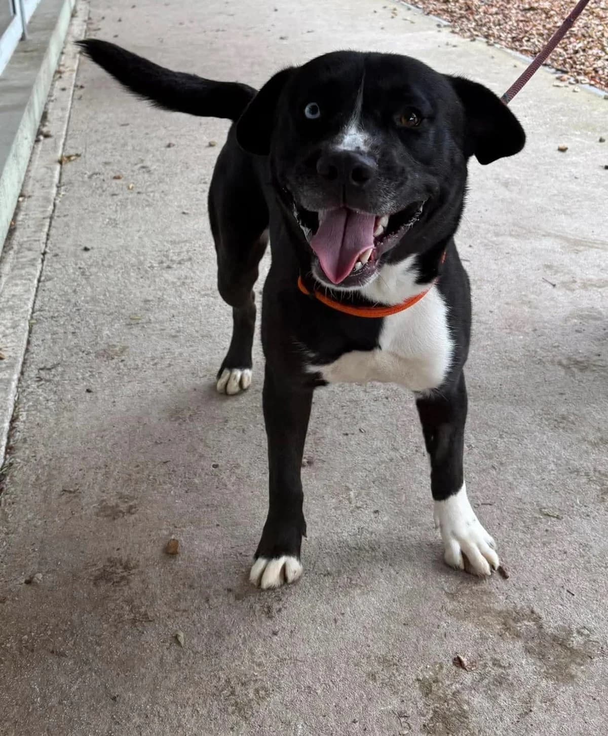 Ben, male young Husky for adoption at Manchester & Cheshire Dogs Home (Cheshire), Warrington