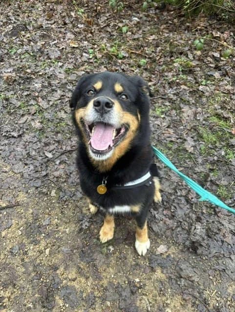 Billy, male Rottweiler for adoption at Warrington