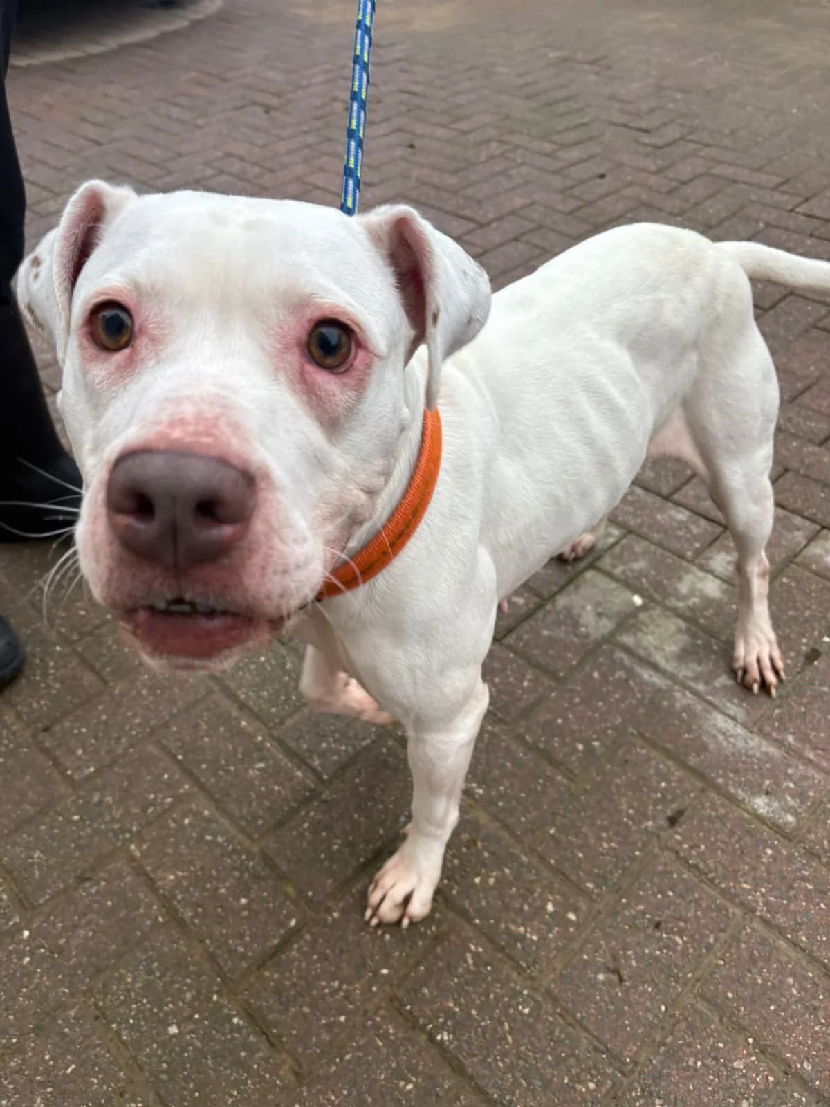 Birdie, female Mixed Breed for adoption at Manchester & Cheshire Dogs Home (Manchester), Manchester