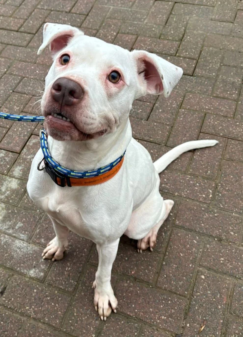 Birdie, female 3yo Mixed Breed for adoption at Manchester & Cheshire Dogs Home (Manchester), Manchester