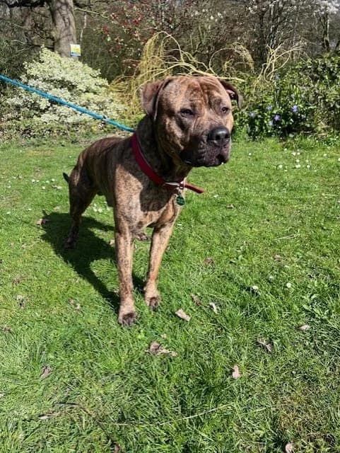 Blaze, male Mixed Breed for adoption at Manchester & Cheshire Dogs Home (Cheshire), Warrington