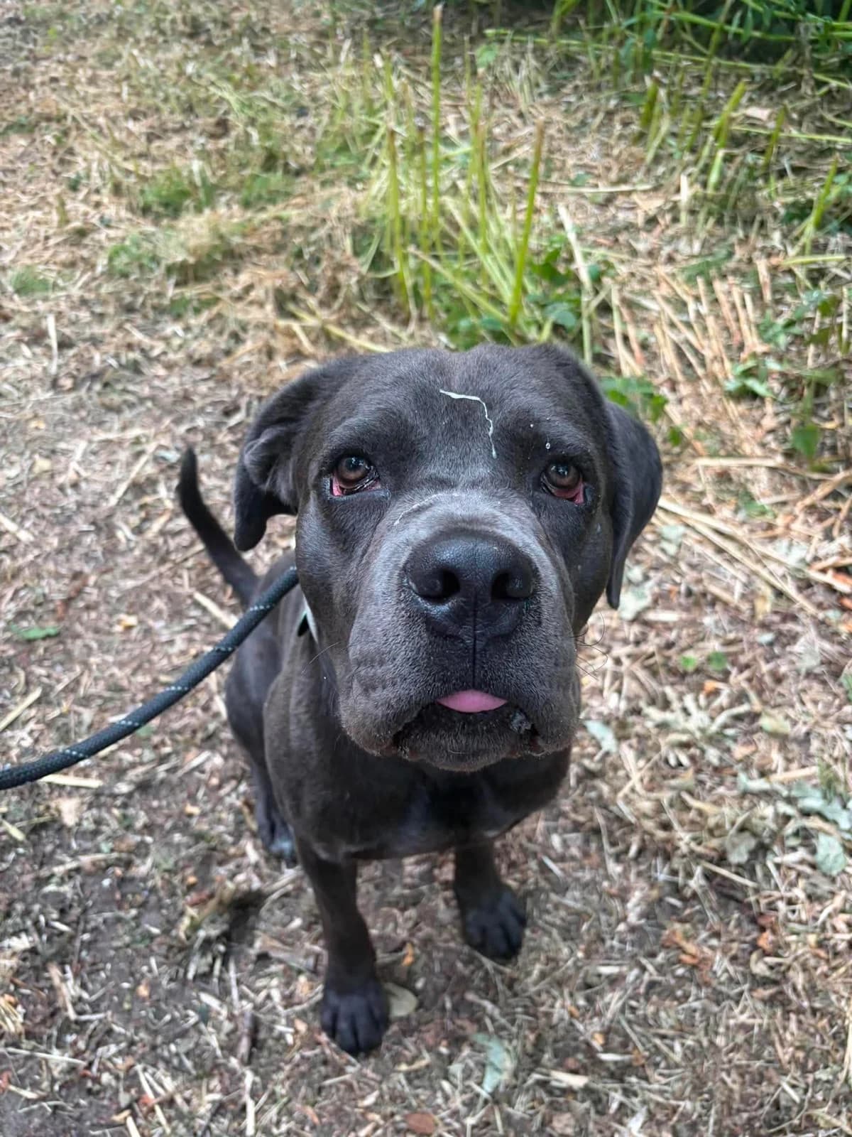 Bob, male young Cane Corso for adoption at Manchester & Cheshire Dogs Home (Cheshire), Warrington