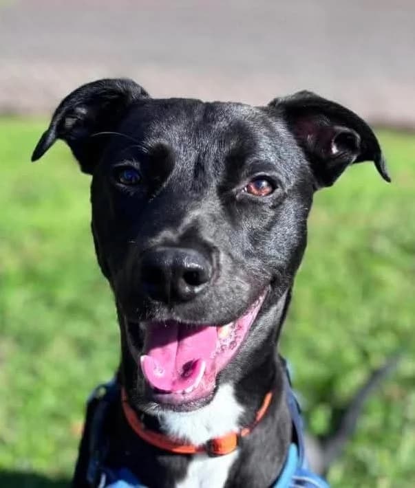 Boris, male young Lurcher for adoption at Manchester & Cheshire Dogs Home (Manchester), Manchester