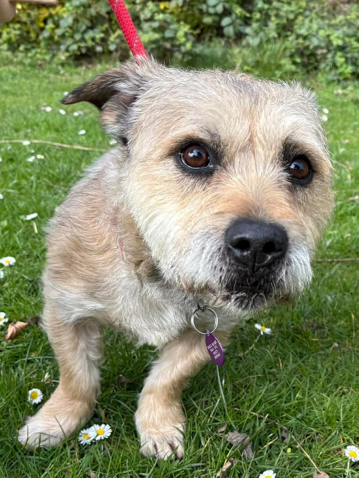 Bosco, male mixed breed for adoption at Manchester & Cheshire Dogs Home (Cheshire), Warrington