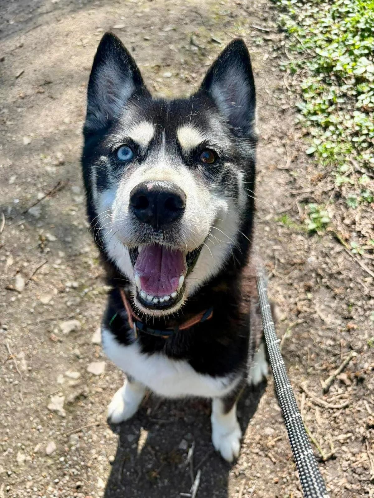 Bowie, male senior Husky for adoption at Manchester & Cheshire Dogs Home (Cheshire), Warrington