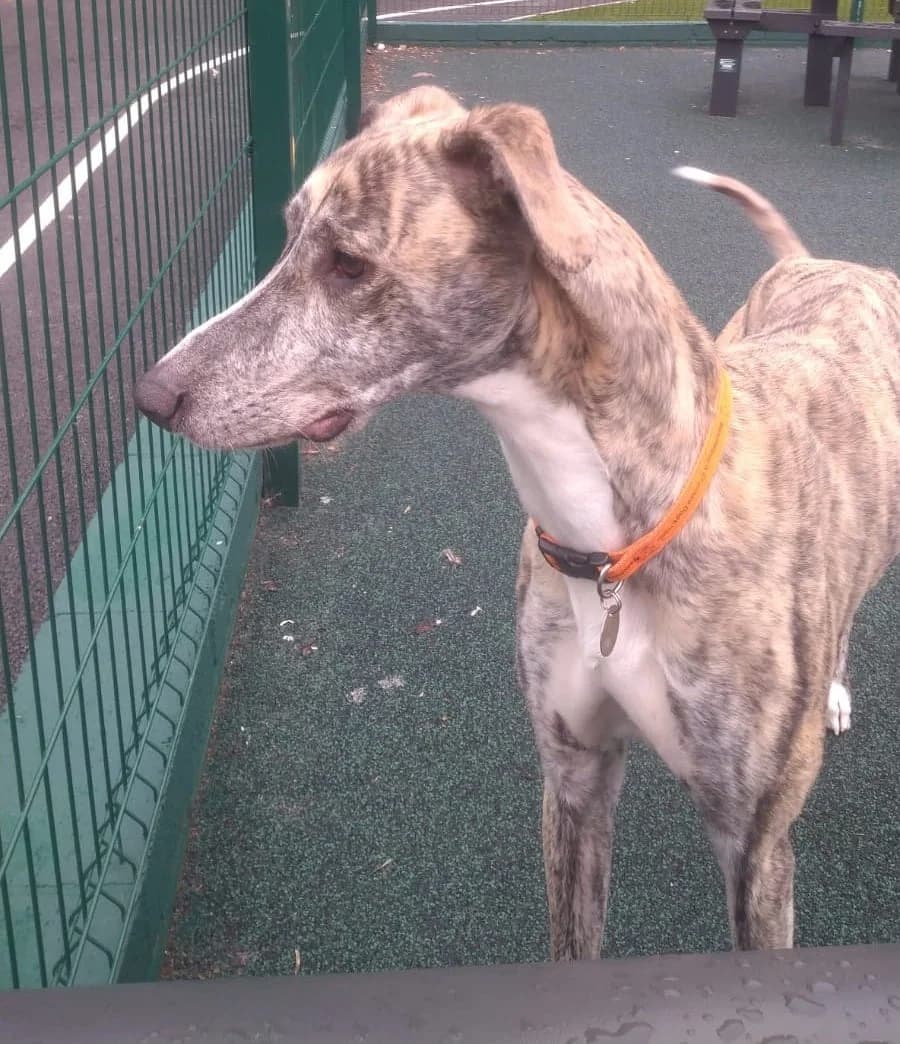 Brandy, male 4yo Lurcher for adoption at Manchester & Cheshire Dogs Home (Manchester), Manchester