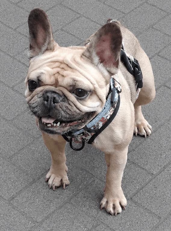 Brie, female 3yo English Bulldog for adoption at Manchester & Cheshire Dogs Home (Manchester), Manchester