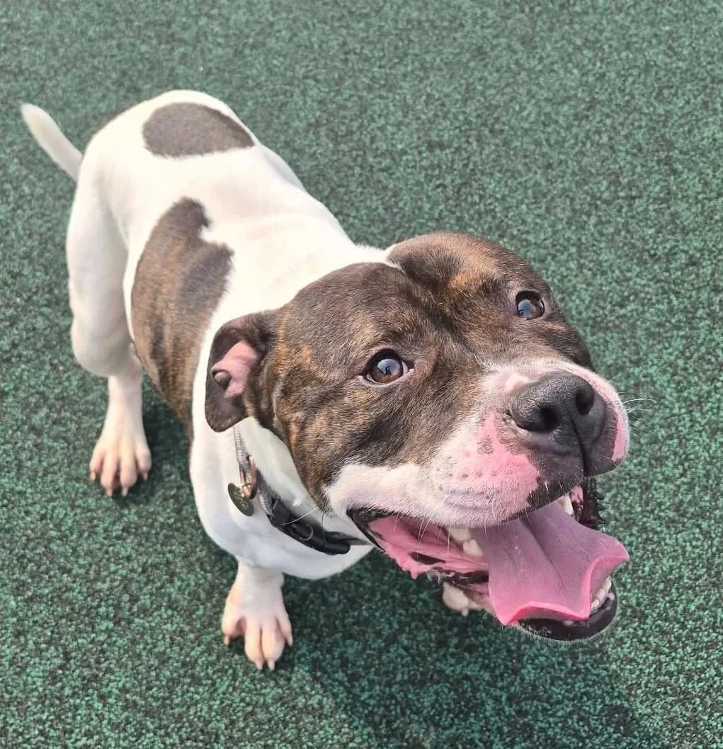 Brindle, male Staffordshire Bull Terrier for adoption at Manchester & Cheshire Dogs Home (Manchester), Manchester