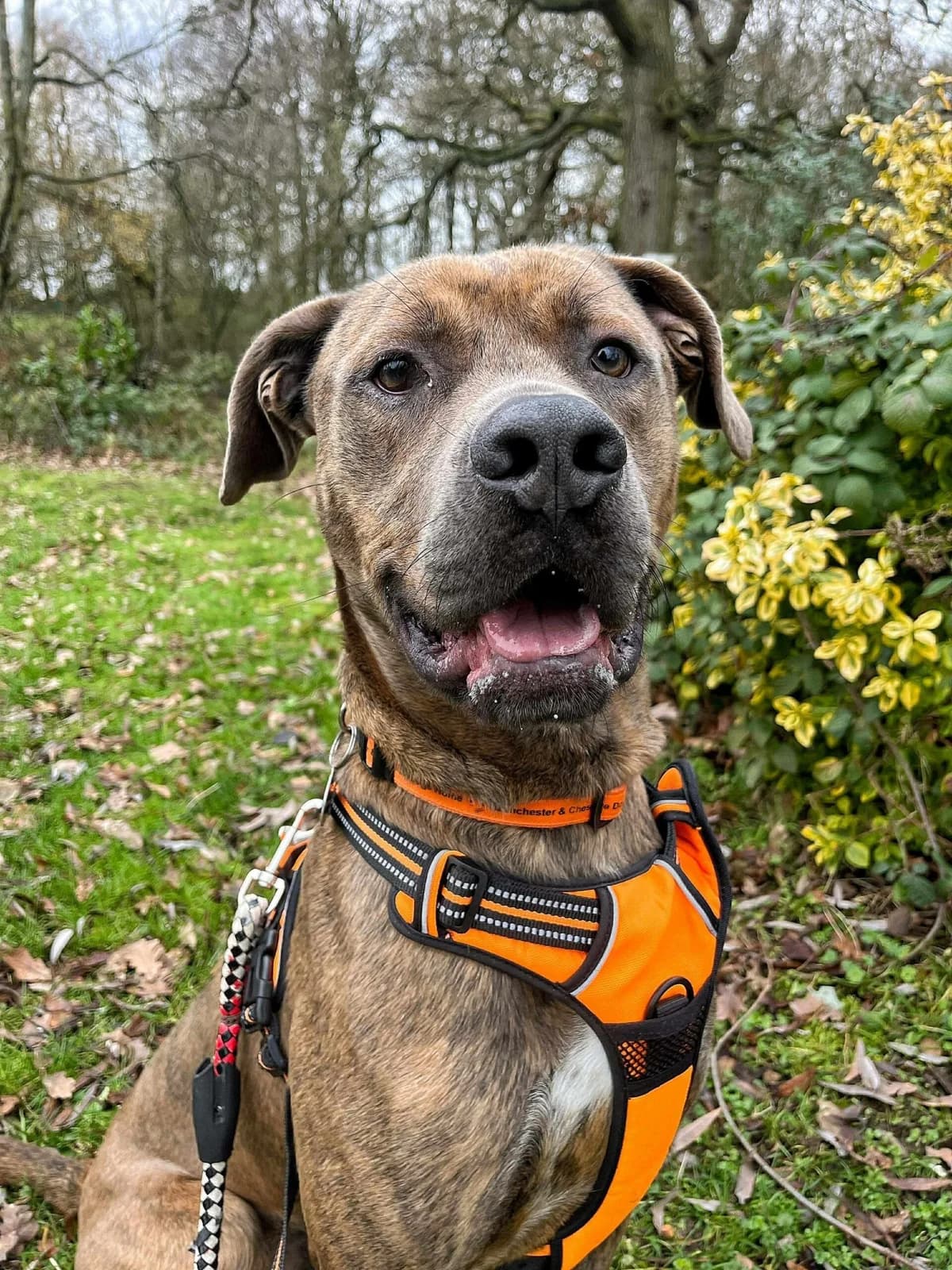 Bruce, male Cane Corso for adoption at Warrington