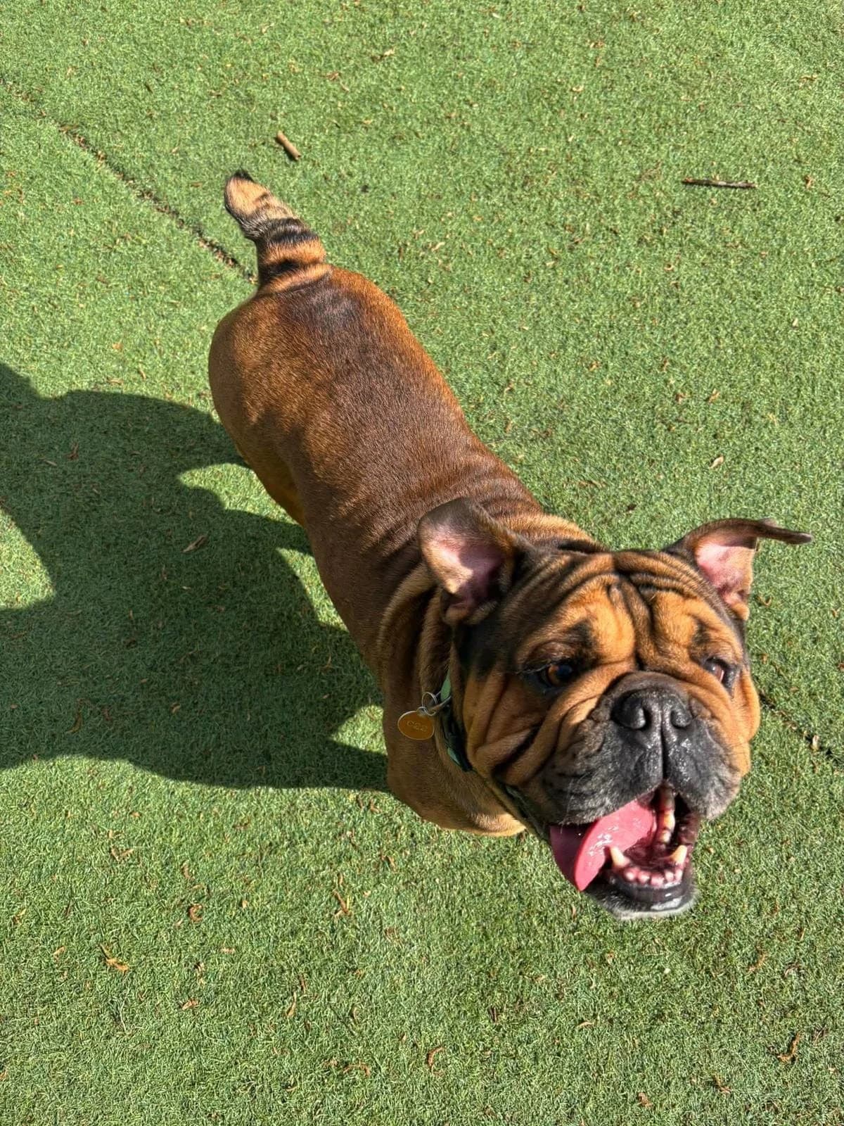 Bruce, male English Bulldog for adoption at Manchester & Cheshire Dogs Home (Cheshire), Warrington