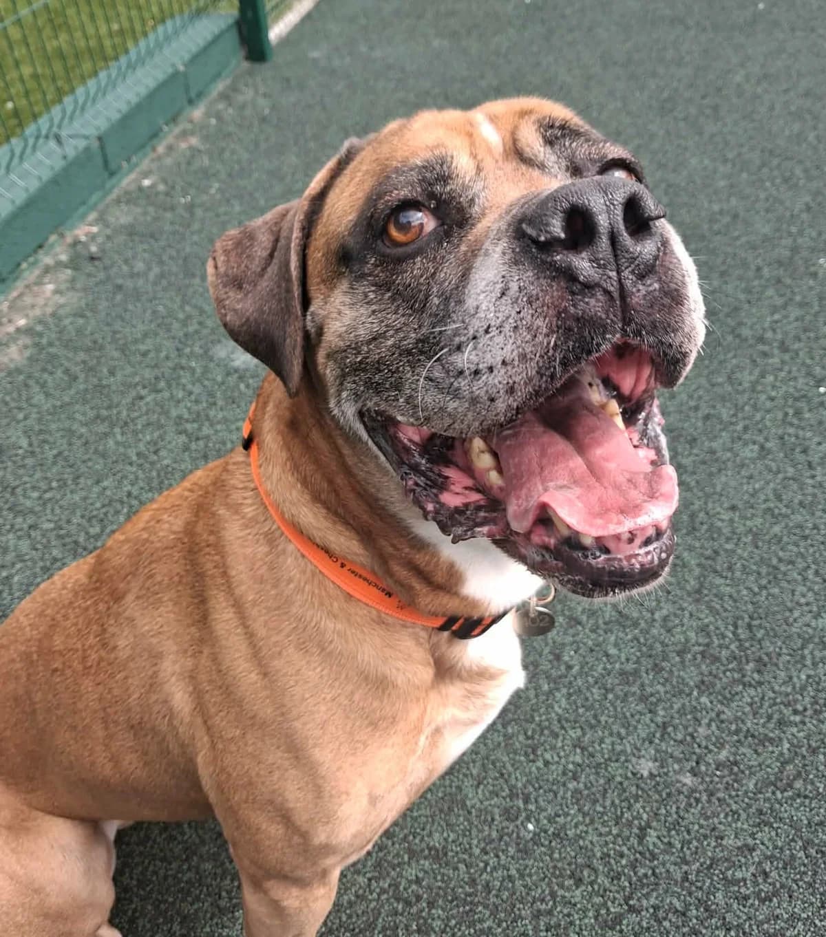 Bruce, male 6yo mixed breed for adoption at Manchester & Cheshire Dogs Home (Manchester), Manchester