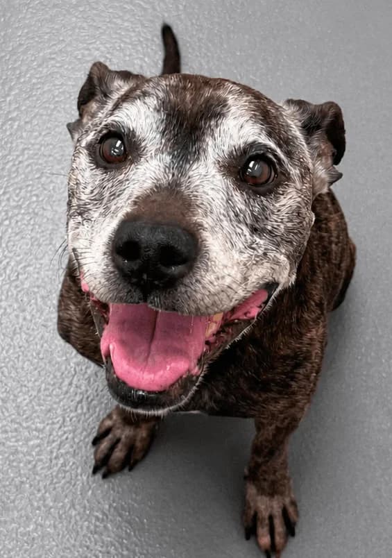 Bruno, male senior Staffordshire Bull Terrier for adoption at Manchester & Cheshire Dogs Home (Manchester), Manchester