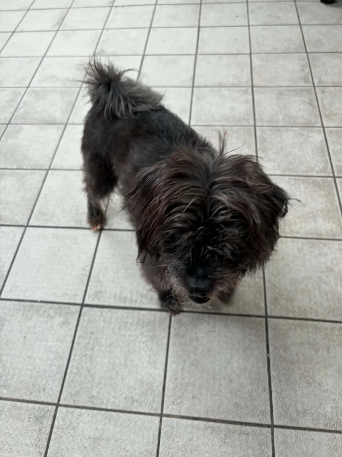 Buddy, male young Mixed Breed for adoption at Manchester & Cheshire Dogs Home (Manchester), Manchester