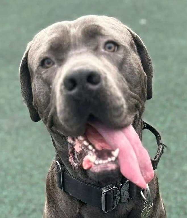Buster, male young Cane Corso for adoption at Manchester & Cheshire Dogs Home (Manchester), Manchester