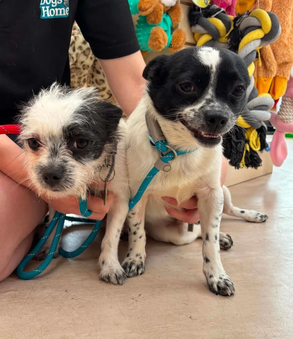 Buzz + Woody, male young Mixed Breed for adoption at Manchester & Cheshire Dogs Home (Cheshire), Warrington