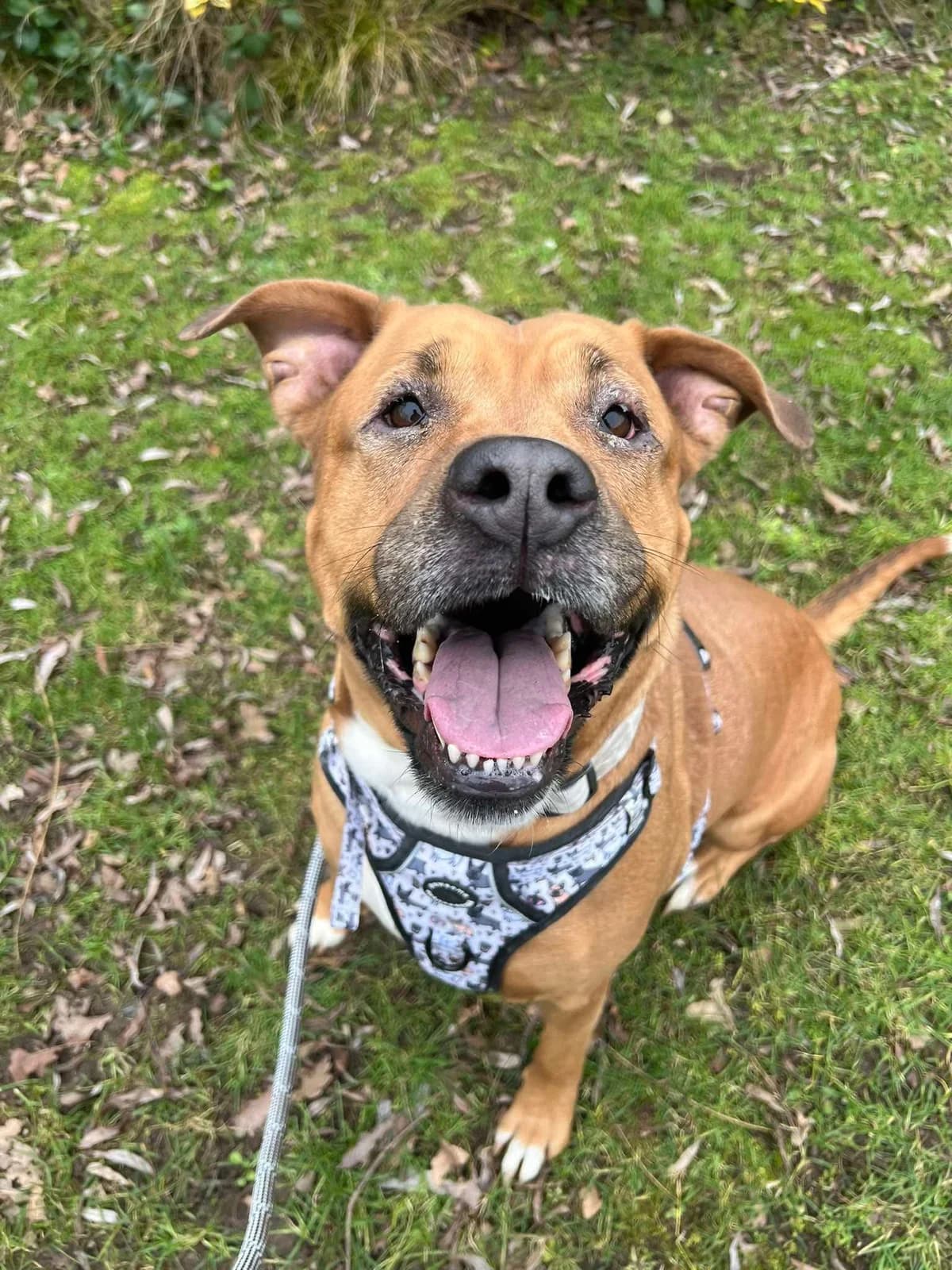 Cali, female Mixed Breed for adoption at Manchester & Cheshire Dogs Home (Cheshire), Warrington