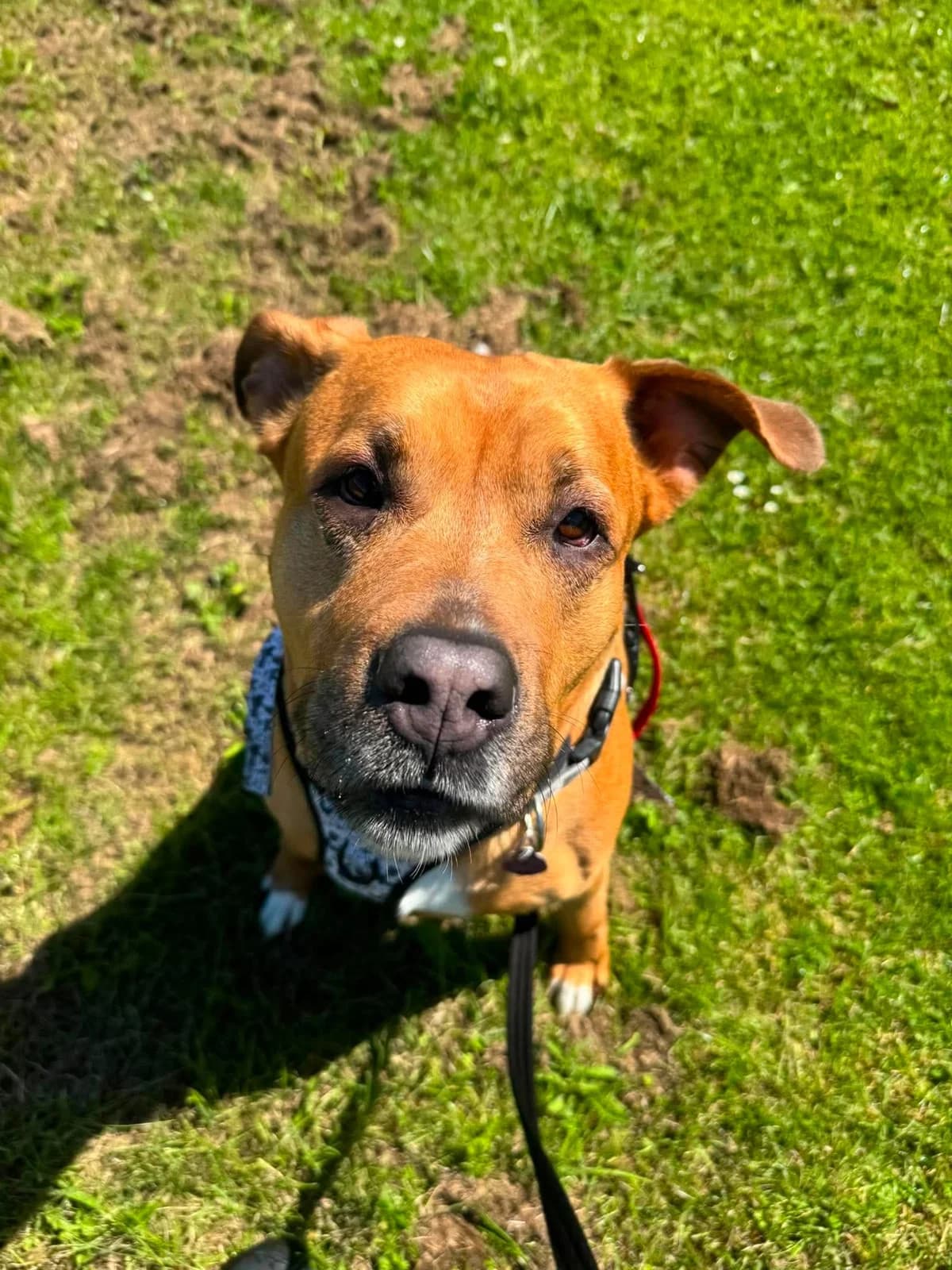 Cali, female 5yo Mixed Breed for adoption at Manchester & Cheshire Dogs Home (Cheshire), Warrington