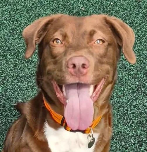 Carly, female young Labrador Retriever for adoption at Manchester & Cheshire Dogs Home (Manchester), Manchester