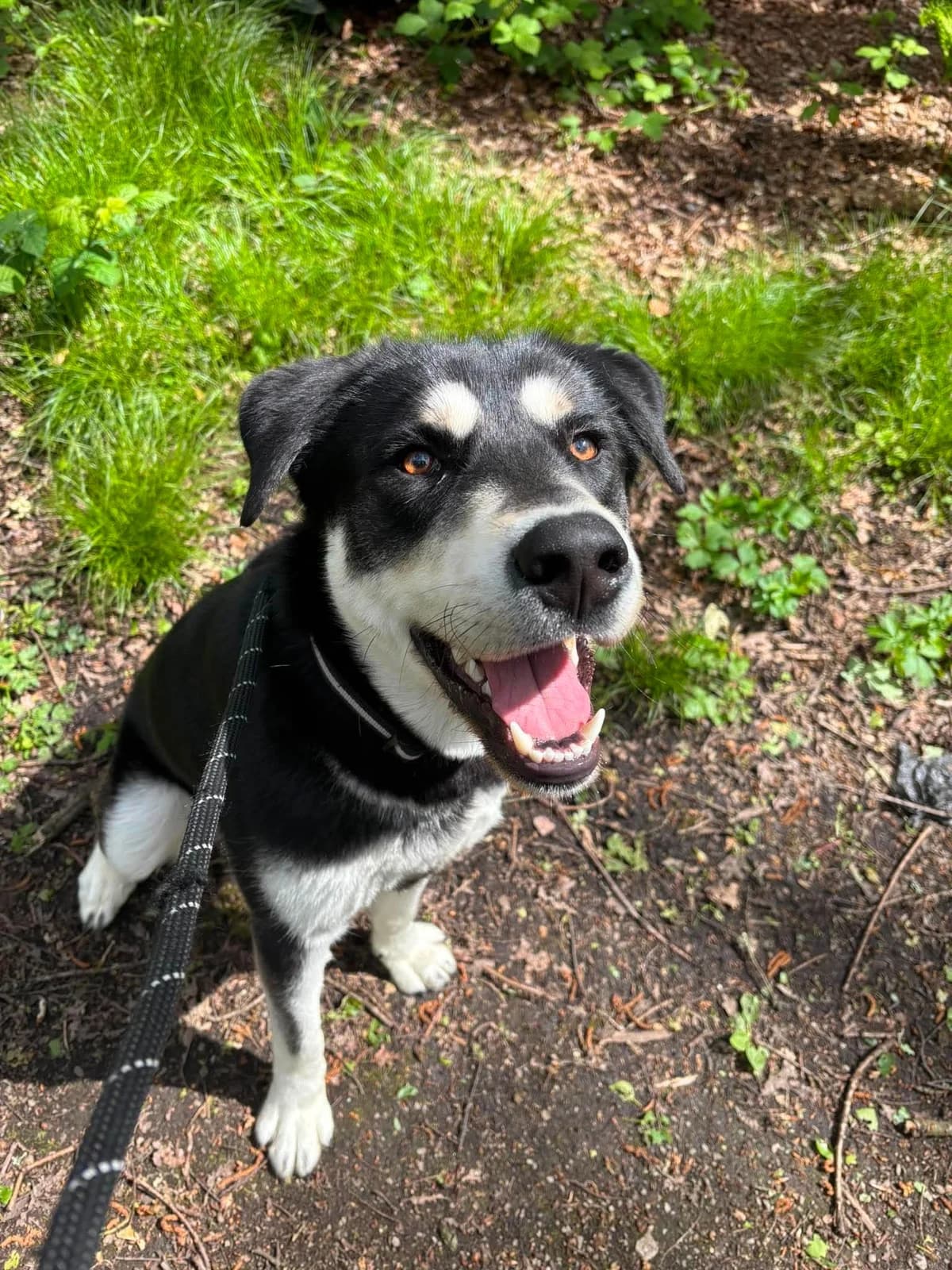Cassian, male young Husky for adoption at Manchester & Cheshire Dogs Home (Cheshire), Warrington