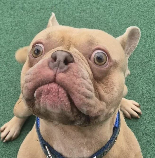 Chance, male 3yo mixed breed for adoption at Manchester & Cheshire Dogs Home (Manchester), Manchester