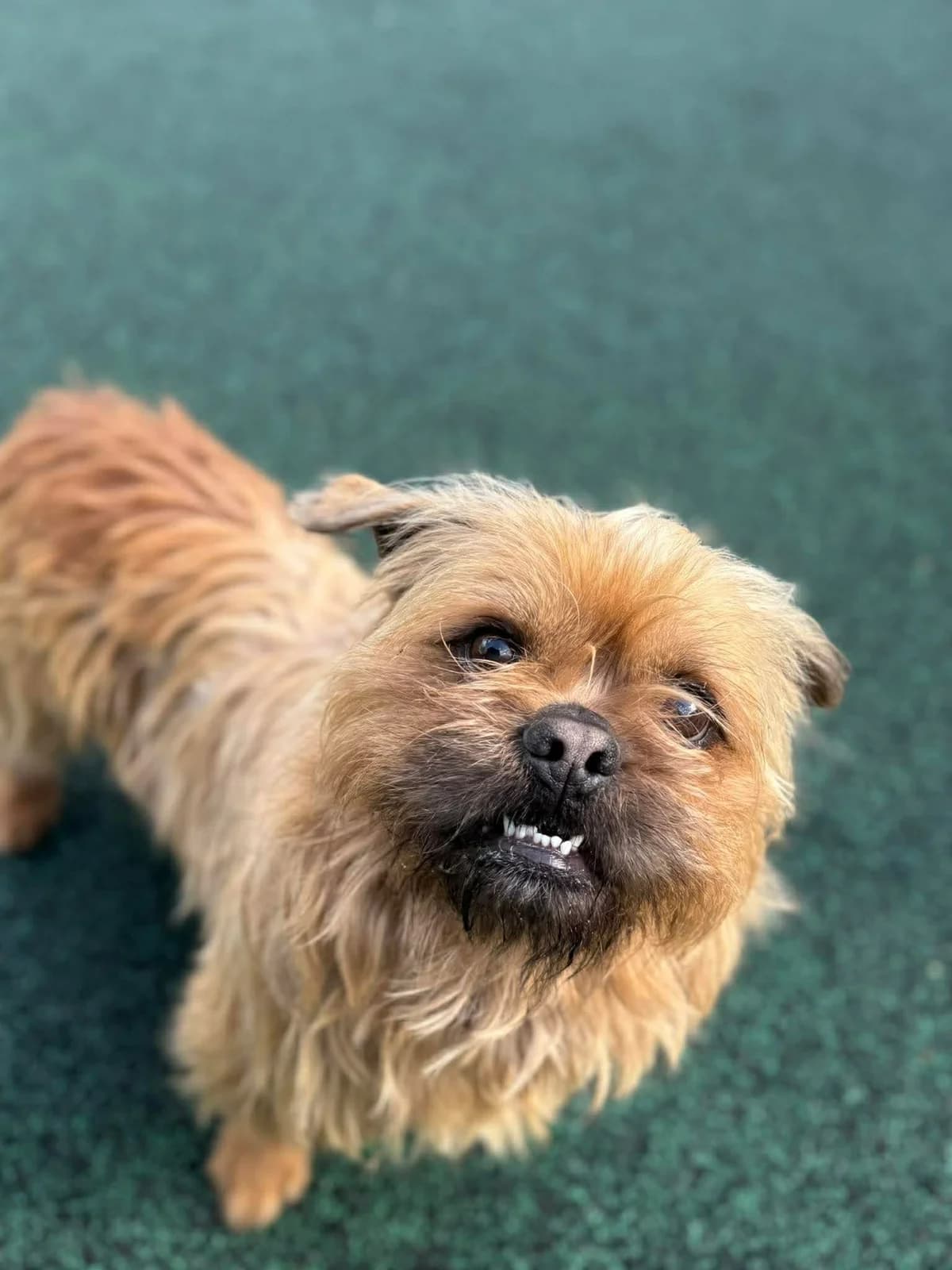 Chewbacca, male 4yo English Bulldog for adoption at Manchester & Cheshire Dogs Home (Manchester), Manchester