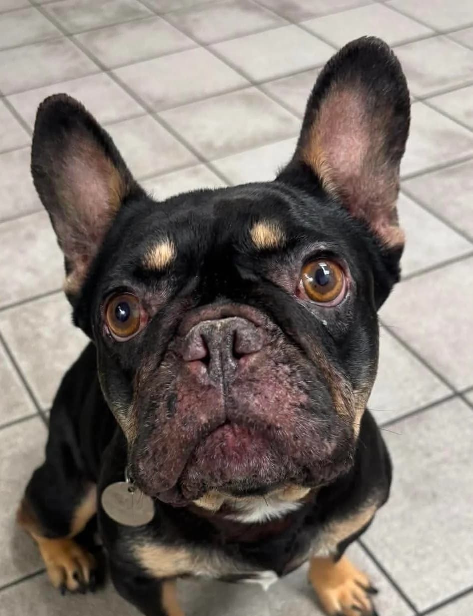 Chienne, female 3yo English Bulldog for adoption at Manchester & Cheshire Dogs Home (Manchester), Manchester