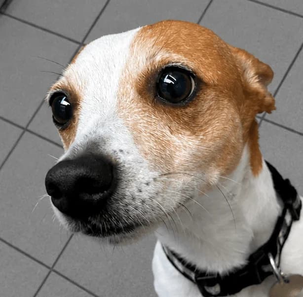 Chip, male 4yo Jack Russell Terrier for adoption at Manchester & Cheshire Dogs Home (Manchester), Manchester